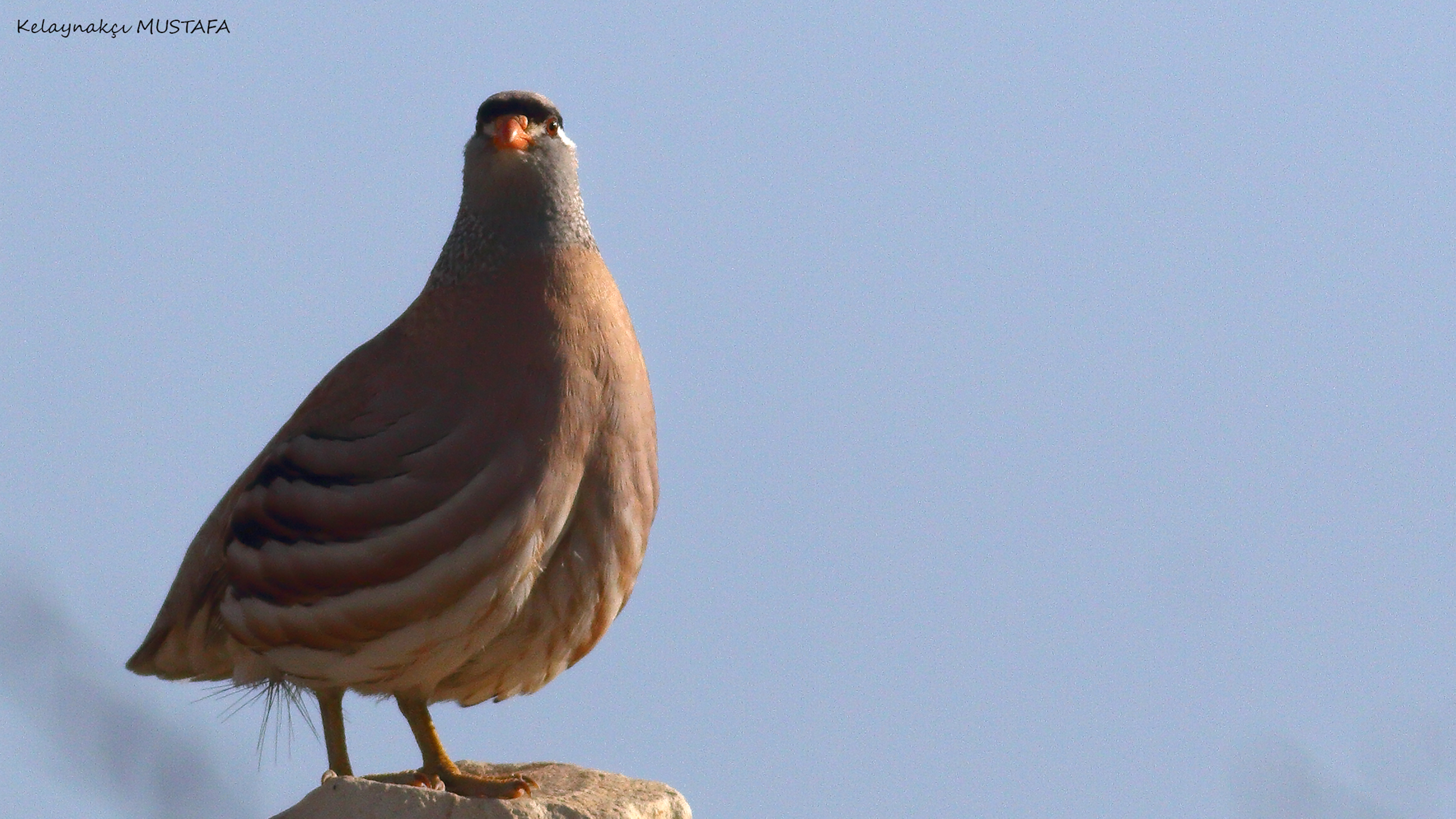 See-see Partridge